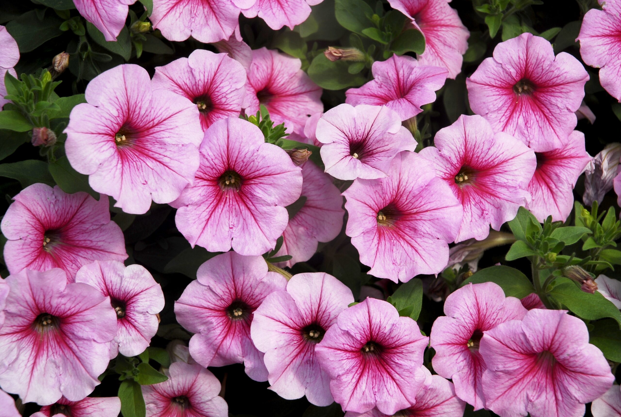La Petunia vigorosa: breve vademecum.